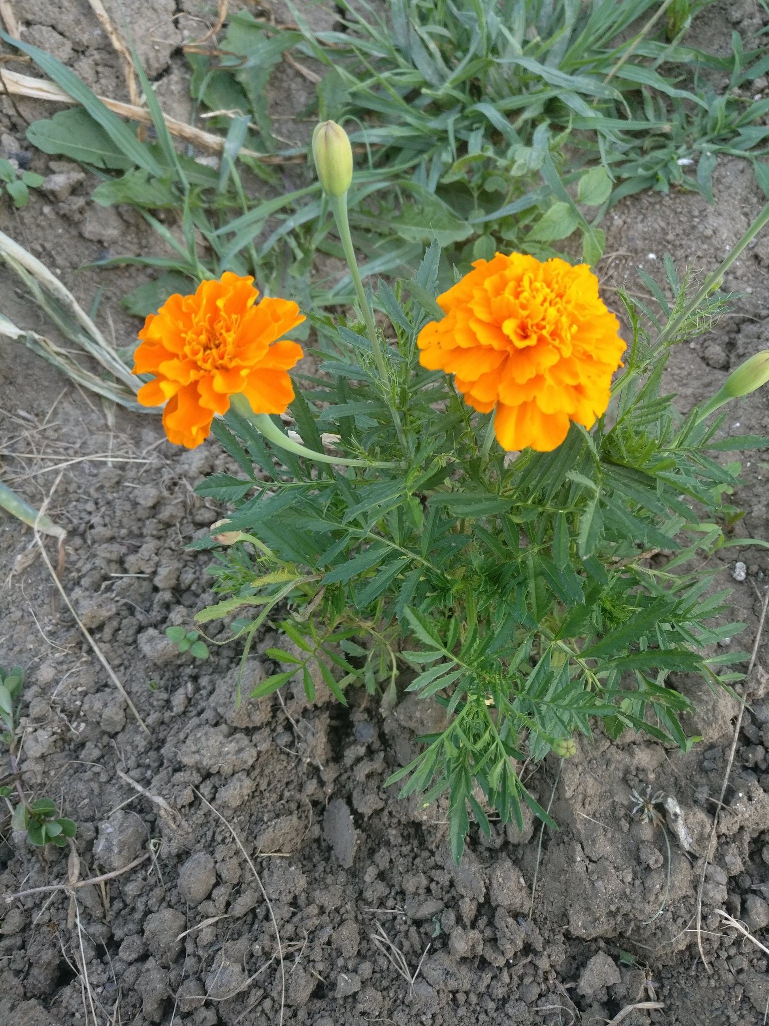 Tagetes erecta
